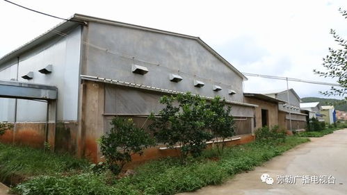 不得了 他在彌勒創(chuàng)業(yè)5年,年收入6800萬(wàn)