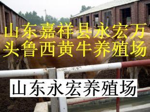 種公羊價格,小尾寒羊報價_農副產品_世界工廠網